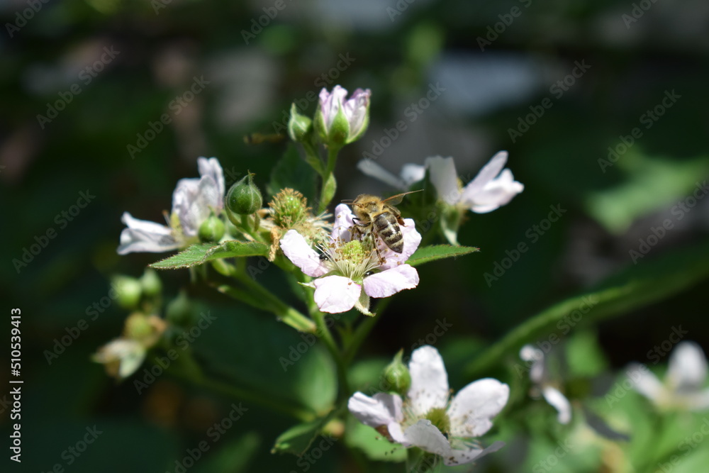 Biene auf einer Brombeerblüte Biene auf einer Brombeerblüte
