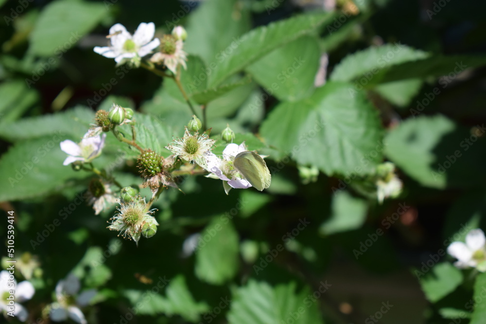 Kohlweißling auf eine Brombeerblüte Kohlweißling auf eine Brombeerblüte