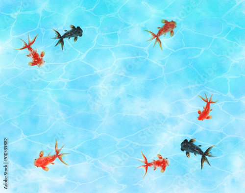 Many goldfish swimming in the water © 虹見
