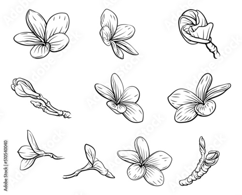 Plumeria Frangipani Bali Flowers Vintage Woodcut