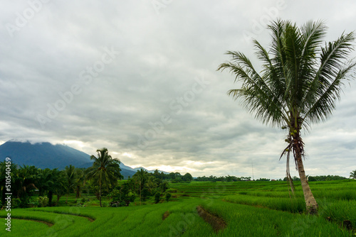Mountain view in green rice fields and coconut trees in the morning