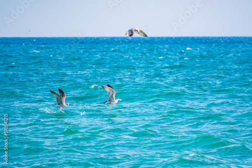 Three sea gulls fly over the water.