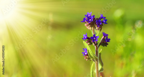 The flower used in medicine is Lungwort. Warm landscape with beautiful purple flowers in the sunlight. Bright colours. Folk medicine.