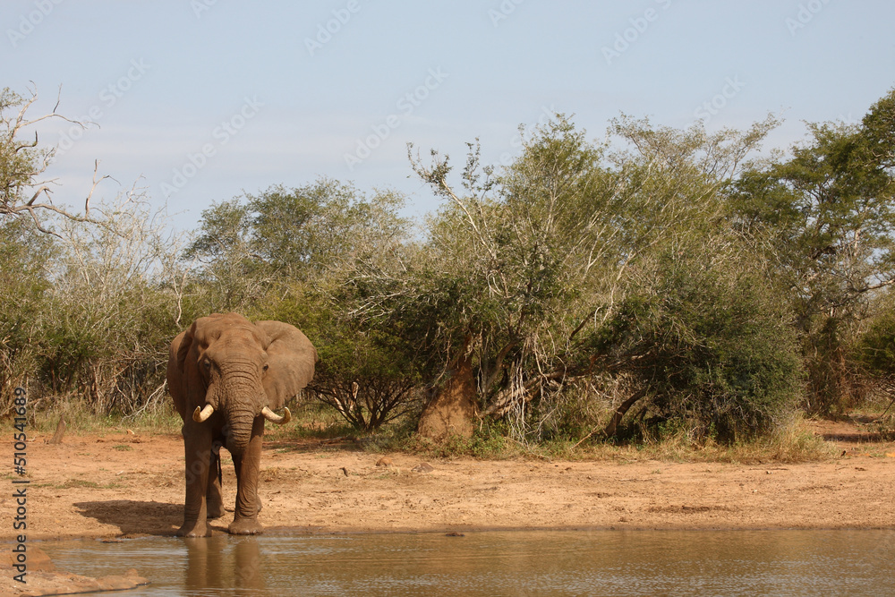 Obraz premium Afrikanischer Elefant / African elephant / Loxodonta africana
