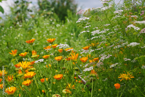 Fotografie Medicinal herbs bloom in the kitchen garden