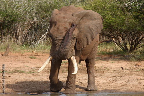 Afrikanischer Elefant   African elephant   Loxodonta africana