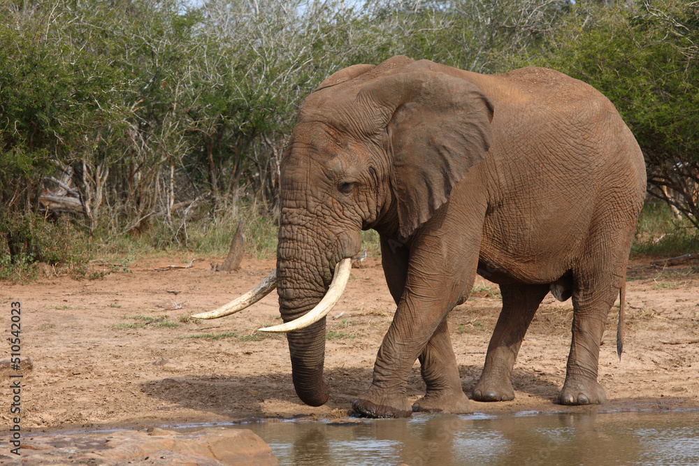 Fototapeta premium Afrikanischer Elefant / African elephant / Loxodonta africana