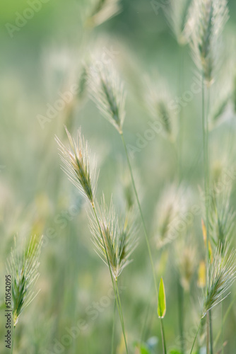 Closeup of ears of wild cereal crops at daylight sway in wind, selective soft focus. Summer landscape, blurred background. Sunlit decorative green grass. Low DOF