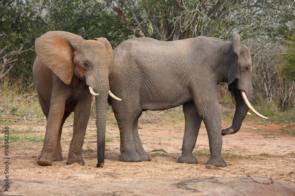 Fototapeta premium Afrikanischer Elefant / African elephant / Loxodonta africana