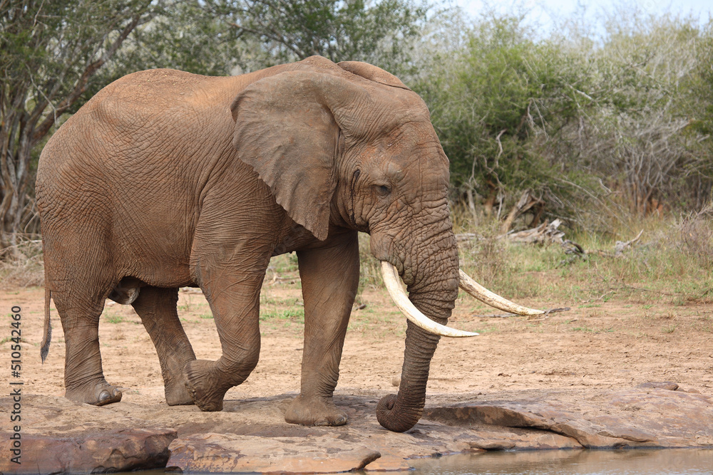 Fototapeta premium Afrikanischer Elefant / African elephant / Loxodonta africana