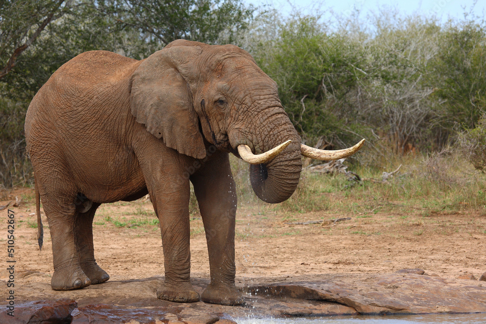 Obraz premium Afrikanischer Elefant / African elephant / Loxodonta africana