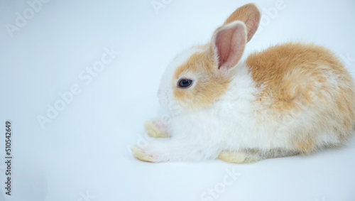Bunny rabbit sitting on white background,isolated