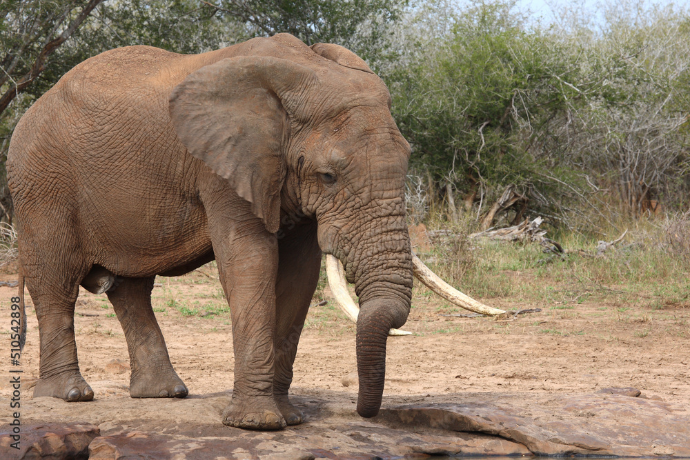Fototapeta premium Afrikanischer Elefant / African elephant / Loxodonta africana