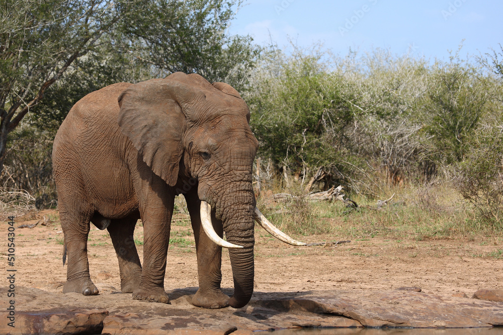 Fototapeta premium Afrikanischer Elefant / African elephant / Loxodonta africana