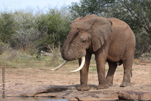 Afrikanischer Elefant   African elephant   Loxodonta africana