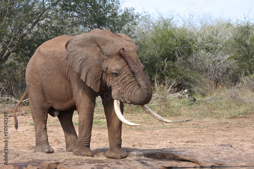 Afrikanischer Elefant   African elephant   Loxodonta africana