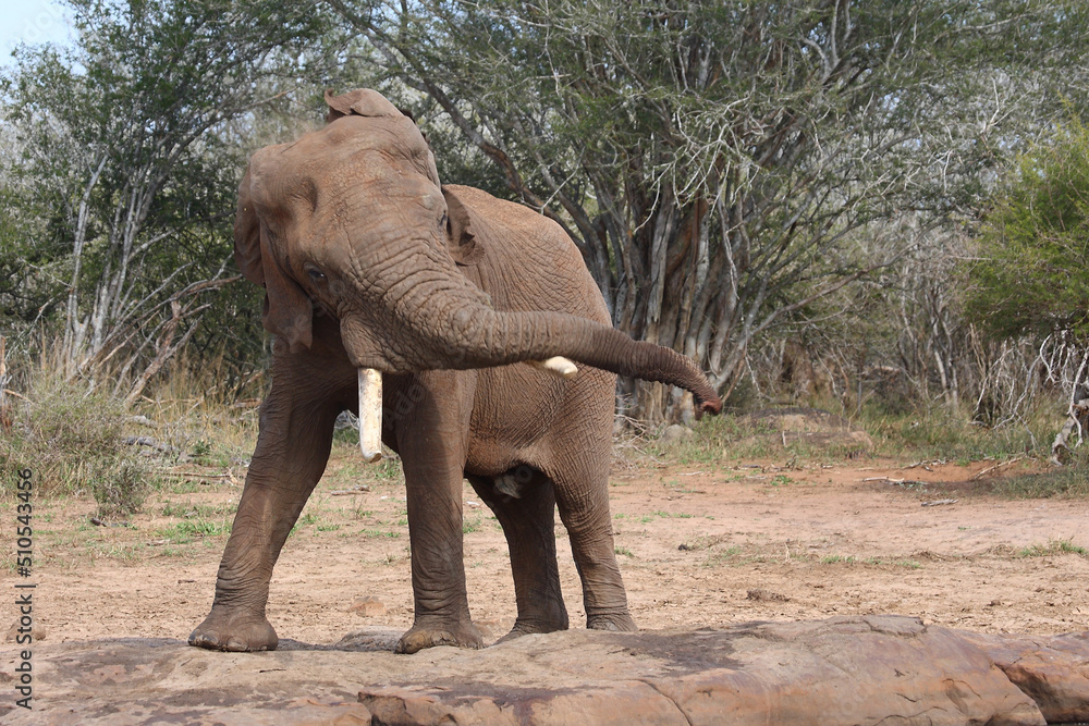 Fototapeta premium Afrikanischer Elefant / African elephant / Loxodonta africana