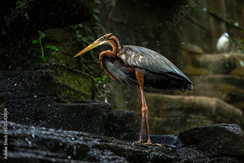 Long-beaked exotic bird .Bali .Indonesia