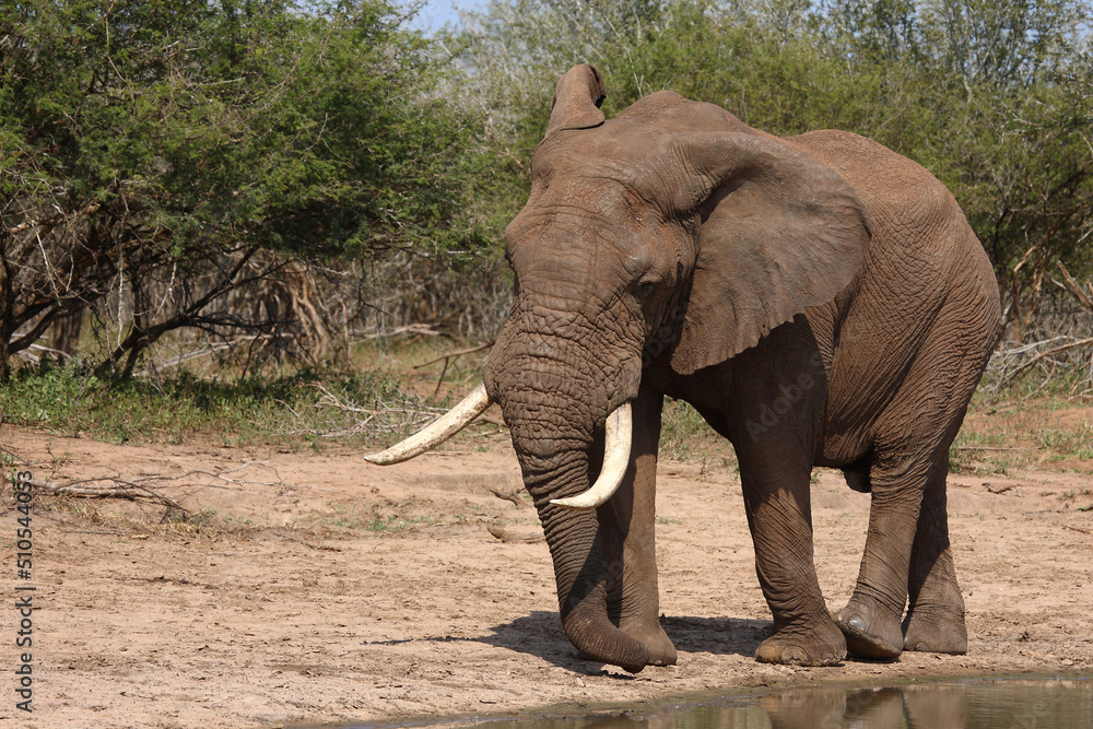 Afrikanischer Elefant / African elephant / Loxodonta africana Afrikanischer Elefant / African elephant / Loxodonta africana