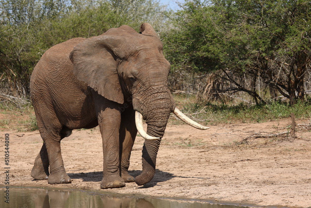 Fototapeta premium Afrikanischer Elefant / African elephant / Loxodonta africana
