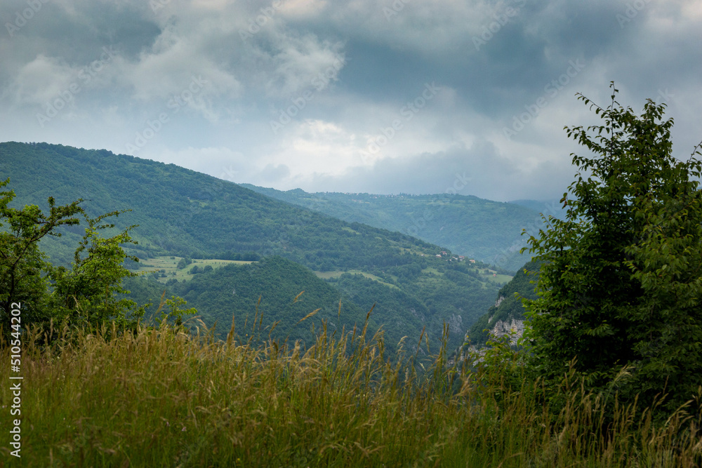 Obraz premium Mountain meadow. Early summer in the mountains.