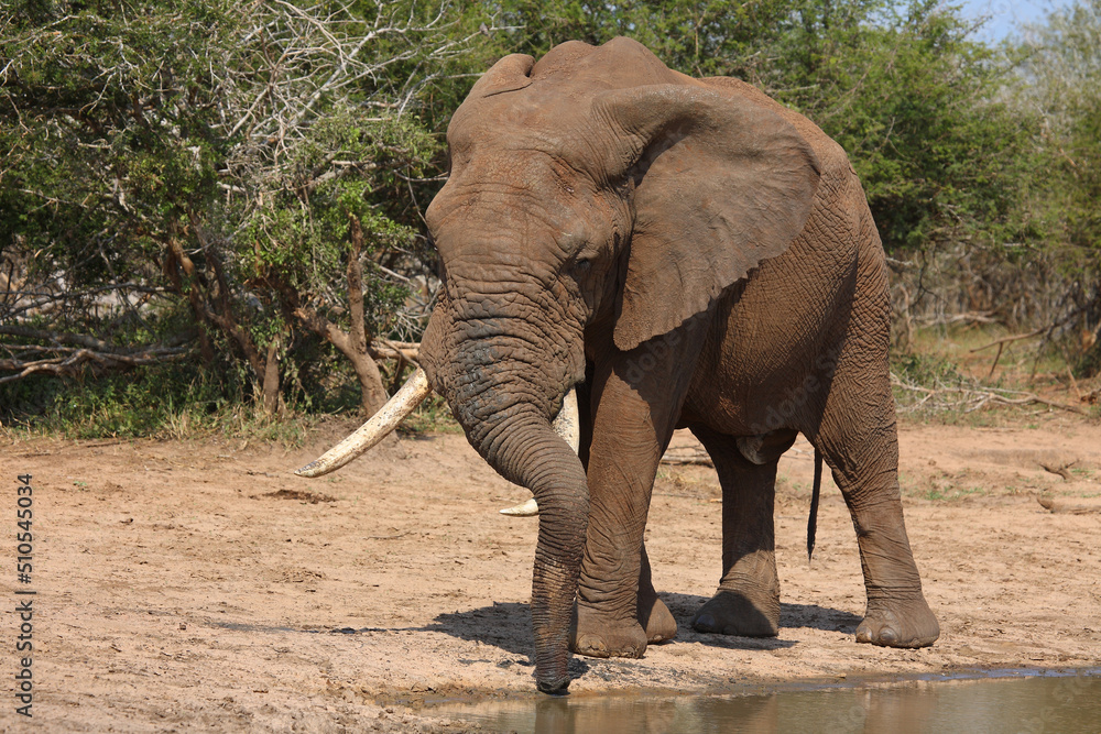 Fototapeta premium Afrikanischer Elefant / African elephant / Loxodonta africana
