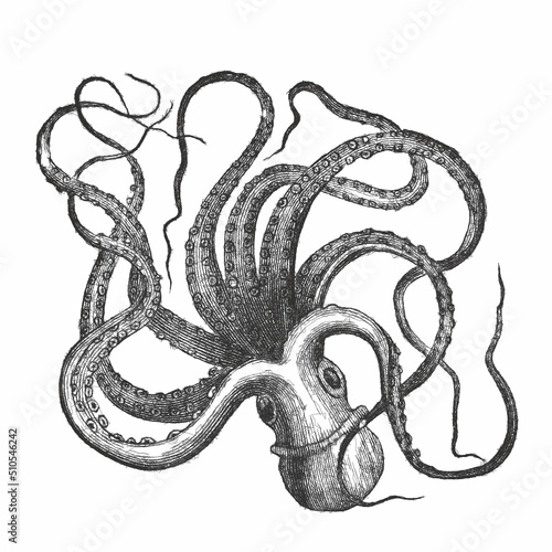 Octopus. Doodle sketch. Vin...