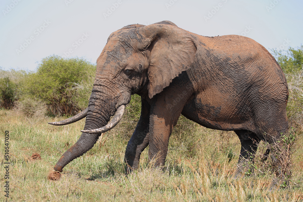 Obraz premium Afrikanischer Elefant / African elephant / Loxodonta africana