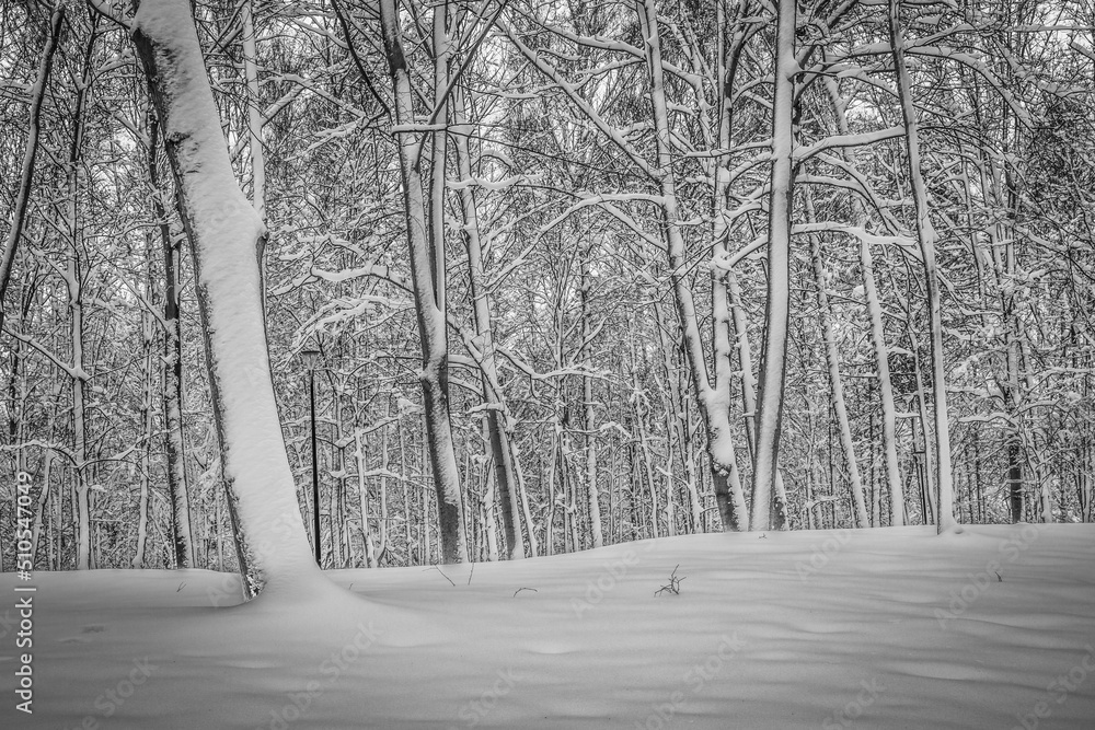 forest in winter