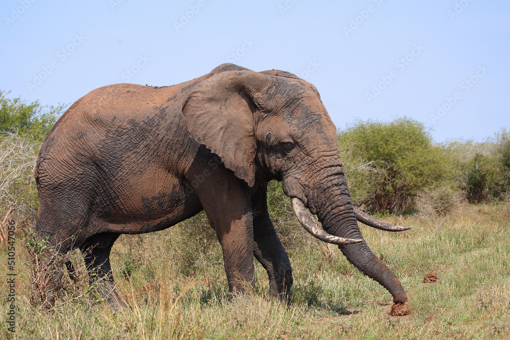 Obraz premium Afrikanischer Elefant / African elephant / Loxodonta africana