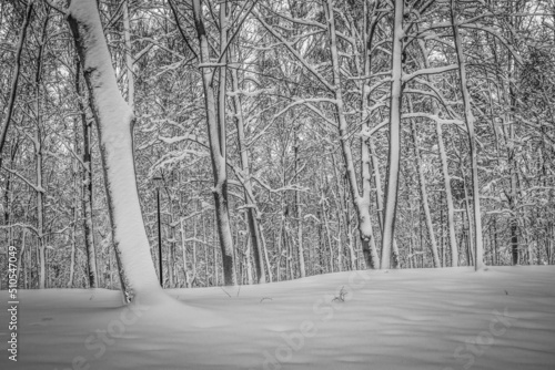 Obraz na płótnie forest in winter w salonie