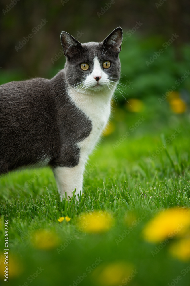 Domestic cat in a spring meadow Domestic cat in a spring meadow