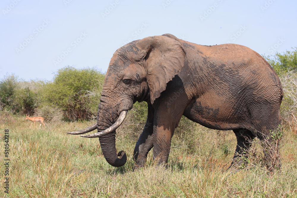 Fototapeta premium Afrikanischer Elefant / African elephant / Loxodonta africana