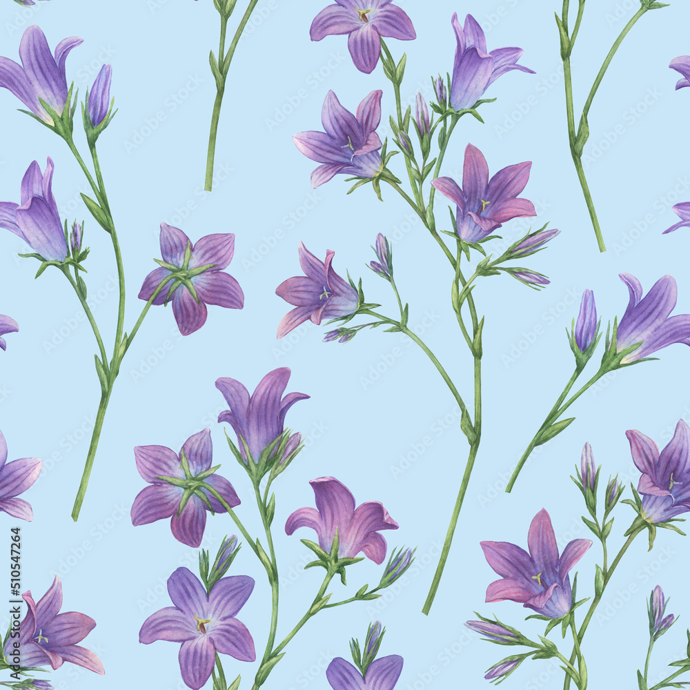 Seamless pattern with blue spreading bellflower flowers (Campanula patula, little bell, bluebell, rapunzel, harebell). Hand drawn watercolor painting illustration isolated on blue background.