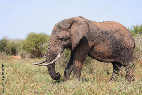 Afrikanischer Elefant   African elephant   Loxodonta africana