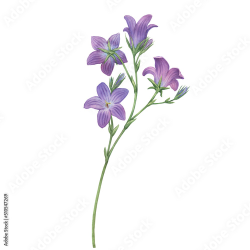 Close-up of blue spreading bellflower flowers (Campanula patula, little bell, bluebell, rapunzel, harebell). Watercolor hand painting illustration on isolate white background.