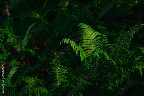 Summer green texture or background of ferns growing in the forest. Fern leaves illuminate the rays of the sun, background or wallpaper idea