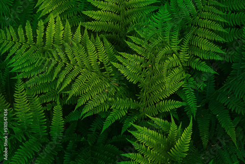 Summer green texture from ferns illuminated by the setting sun, summer time in the forest, background or wallpaper idea