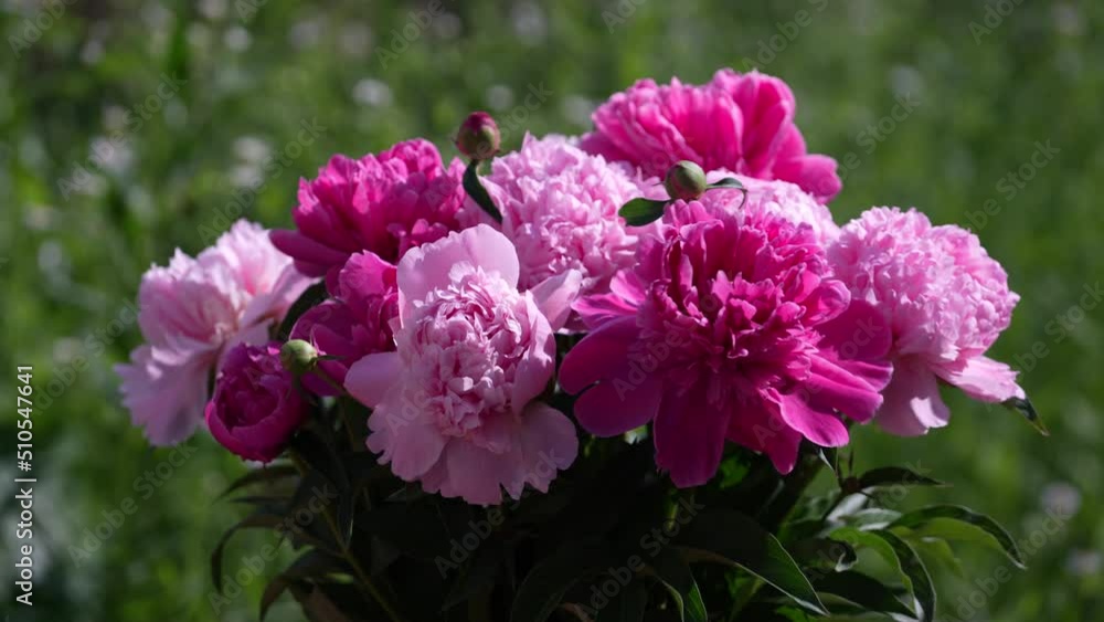 Beautiful bouquet of flowers pink peonies in garden, Ukraine. Colorful peonies sway in the wind, close up Beautiful bouquet of flowers pink peonies in garden, Ukraine. Colorful peonies sway in the wind, close up