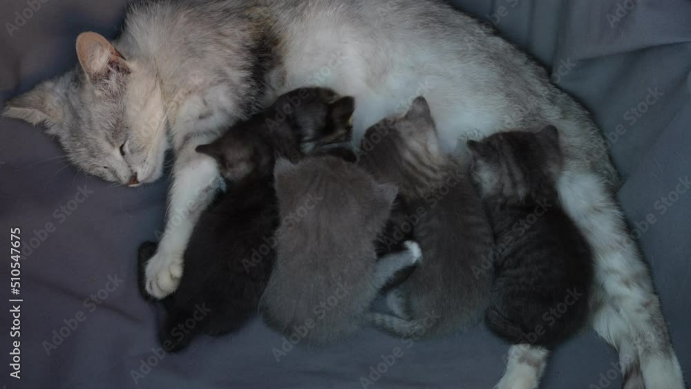 Mom cat next to kittens. Little newborn kittens with mother on the three week of life. Close up domestic animal Mom cat next to kittens. Little newborn kittens with mother on the three week of life. Close up domestic animal