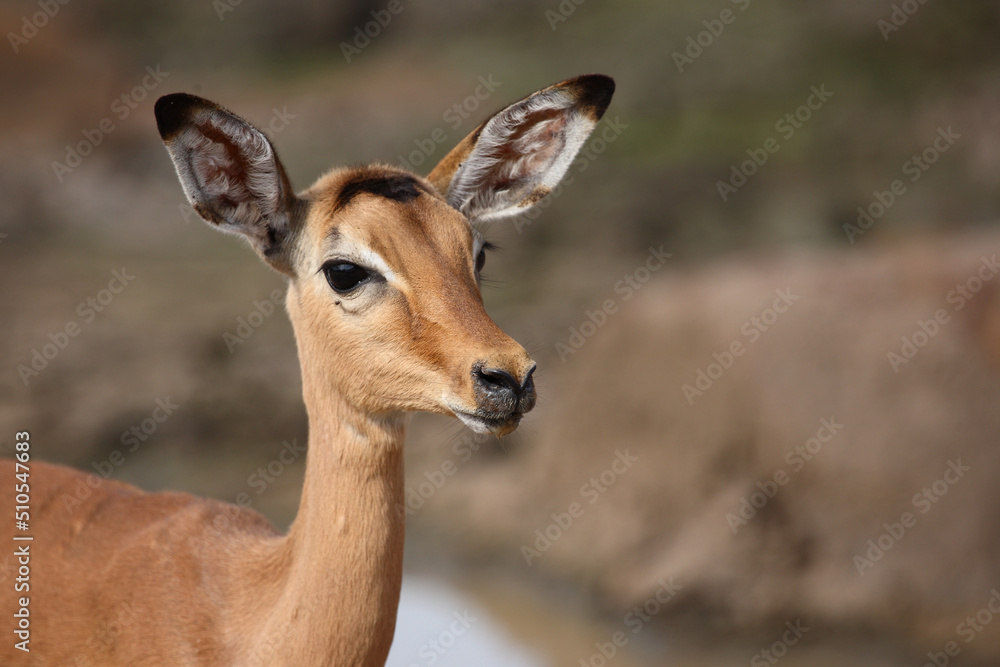 Schwarzfersenantilope / Impala / Aepyceros melampus. Schwarzfersenantilope / Impala / Aepyceros melampus.