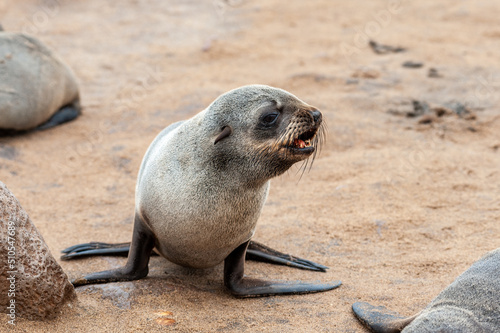 Close-up of a seal at the seal colony in Skeleton Coast, Namibia.