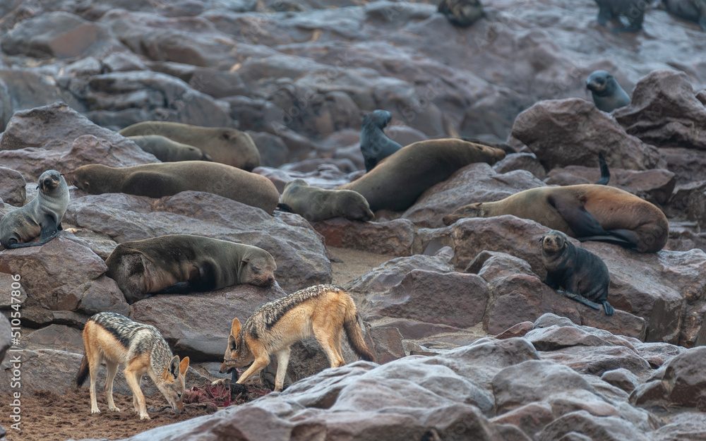 Fototapeta premium Jackals with a prey amid a seal colony along the skeleton coast in Namibia.