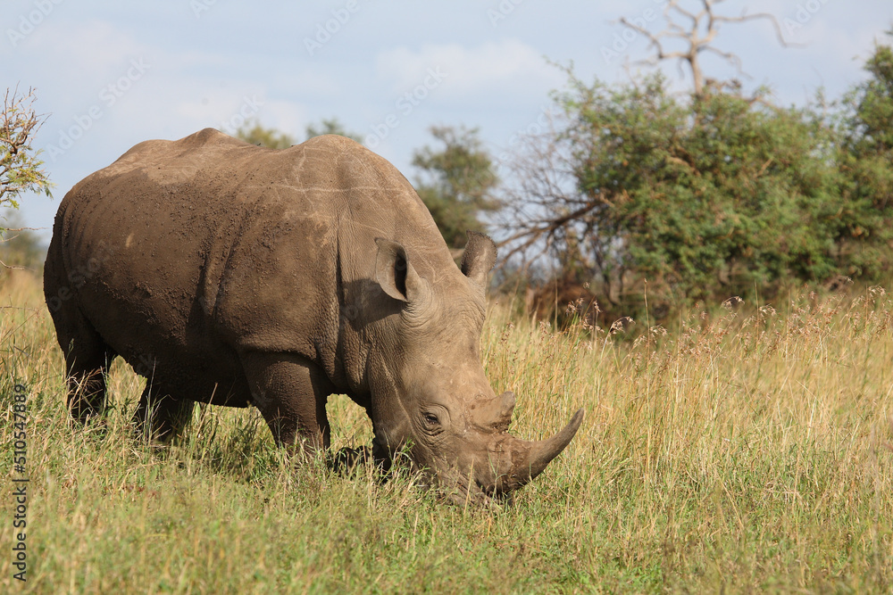 Obraz premium Breitmaulnashorn / Square-lipped rhinoceros / Ceratotherium simum