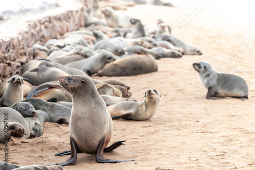 Impression of the abundant number of seals in the seal colony near Skeleton Coast, Namibia.