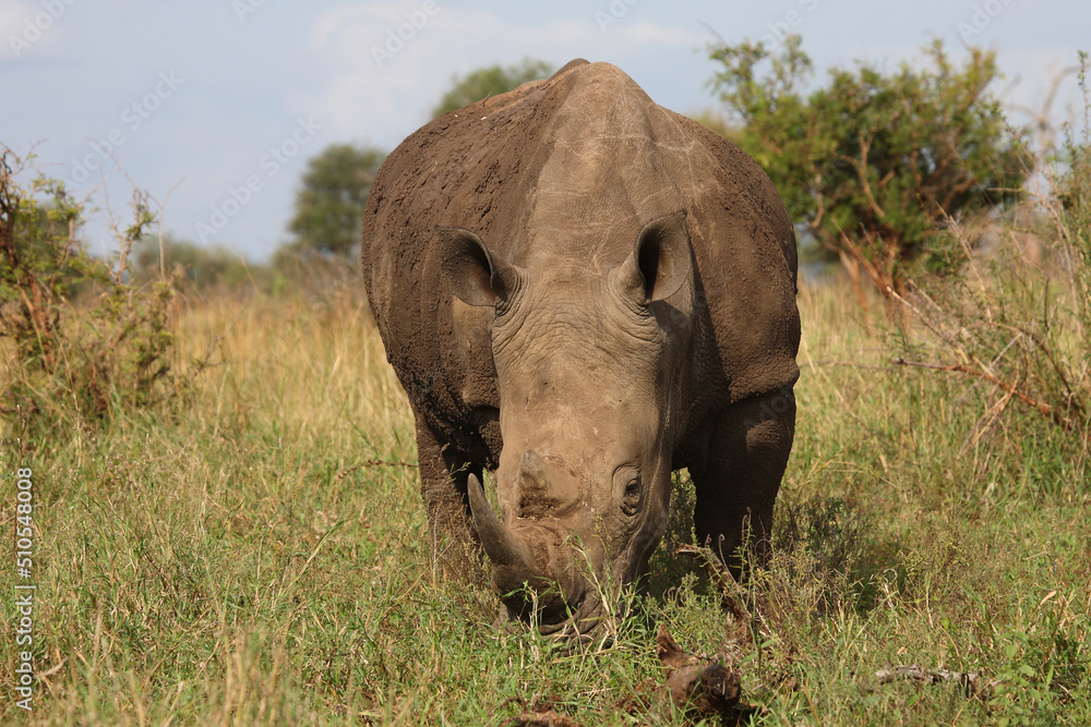 Fototapeta premium Breitmaulnashorn / Square-lipped rhinoceros / Ceratotherium simum