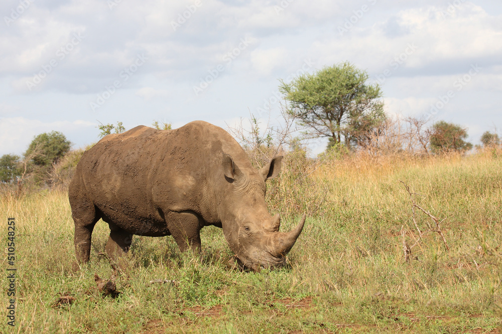 Obraz premium Breitmaulnashorn / Square-lipped rhinoceros / Ceratotherium simum