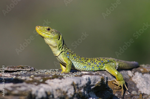 Close up portrait of a big and dominant adult male ocellated lizard or jewelled lizard (Timon lepidus). Beautiful scary green and blue exotic lizard with vibrant colors in natural environment. Spain