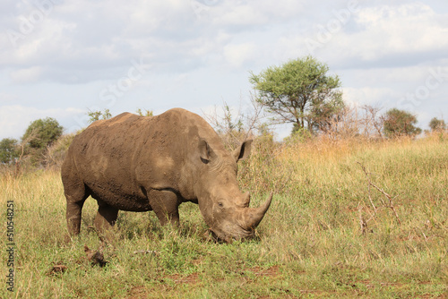 Breitmaulnashorn   Square-lipped rhinoceros   Ceratotherium simum