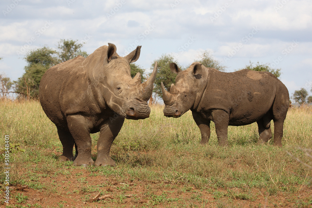 Obraz premium Breitmaulnashorn / Square-lipped rhinoceros / Ceratotherium simum